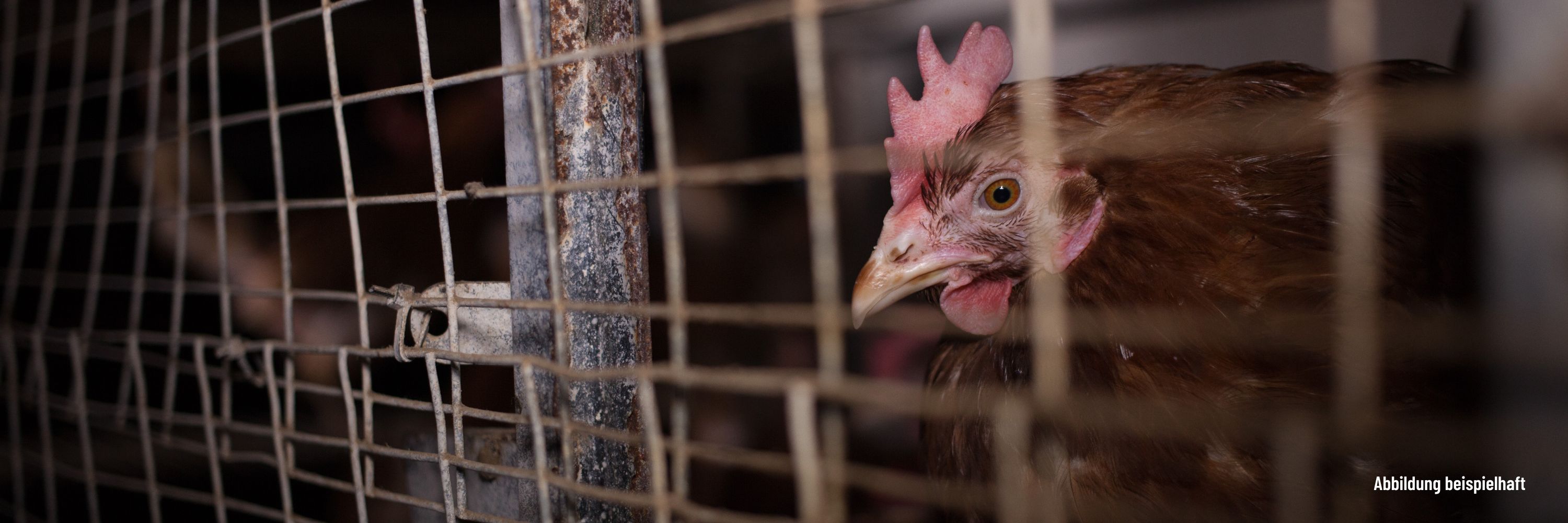 Huhn in Käfighaltung