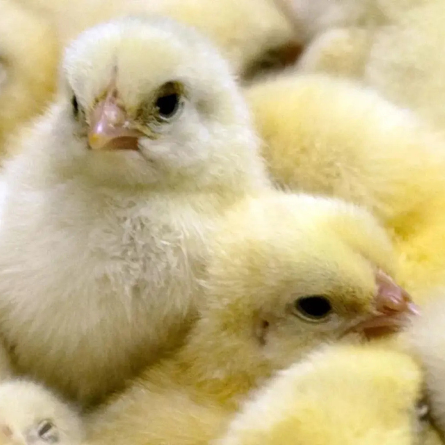 Küken in der Eierindustrie