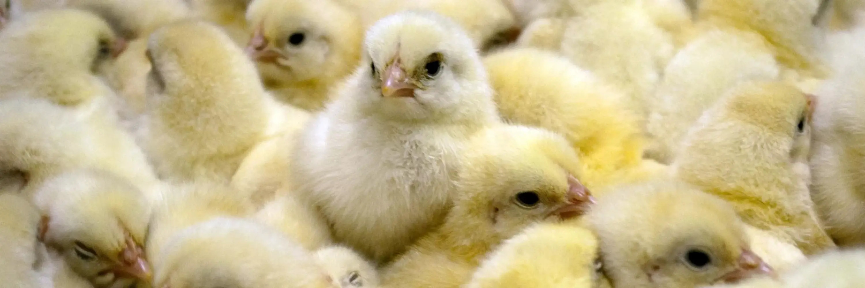 Küken in der Eierindustrie