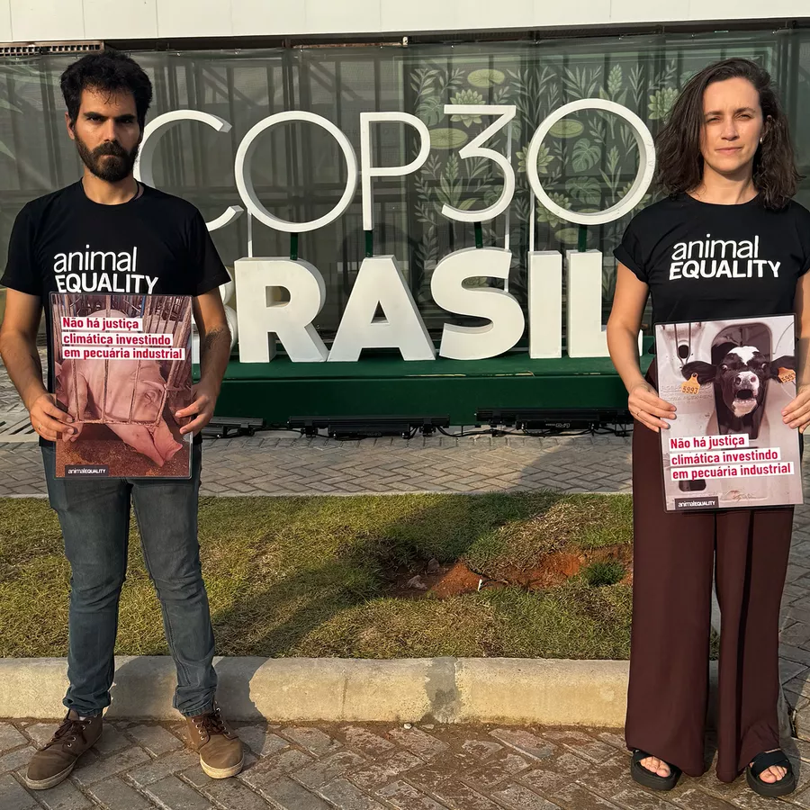 Animal Equality auf der 30. Klimakonferenz der Vereinten Nationen (COP30)