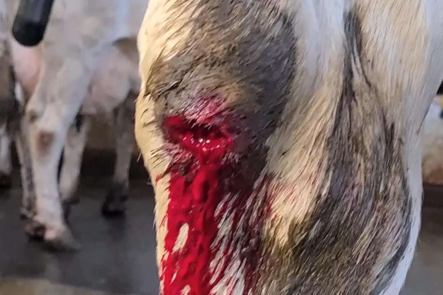 Beinverletzung bei einem Rind in der Milchindustrie