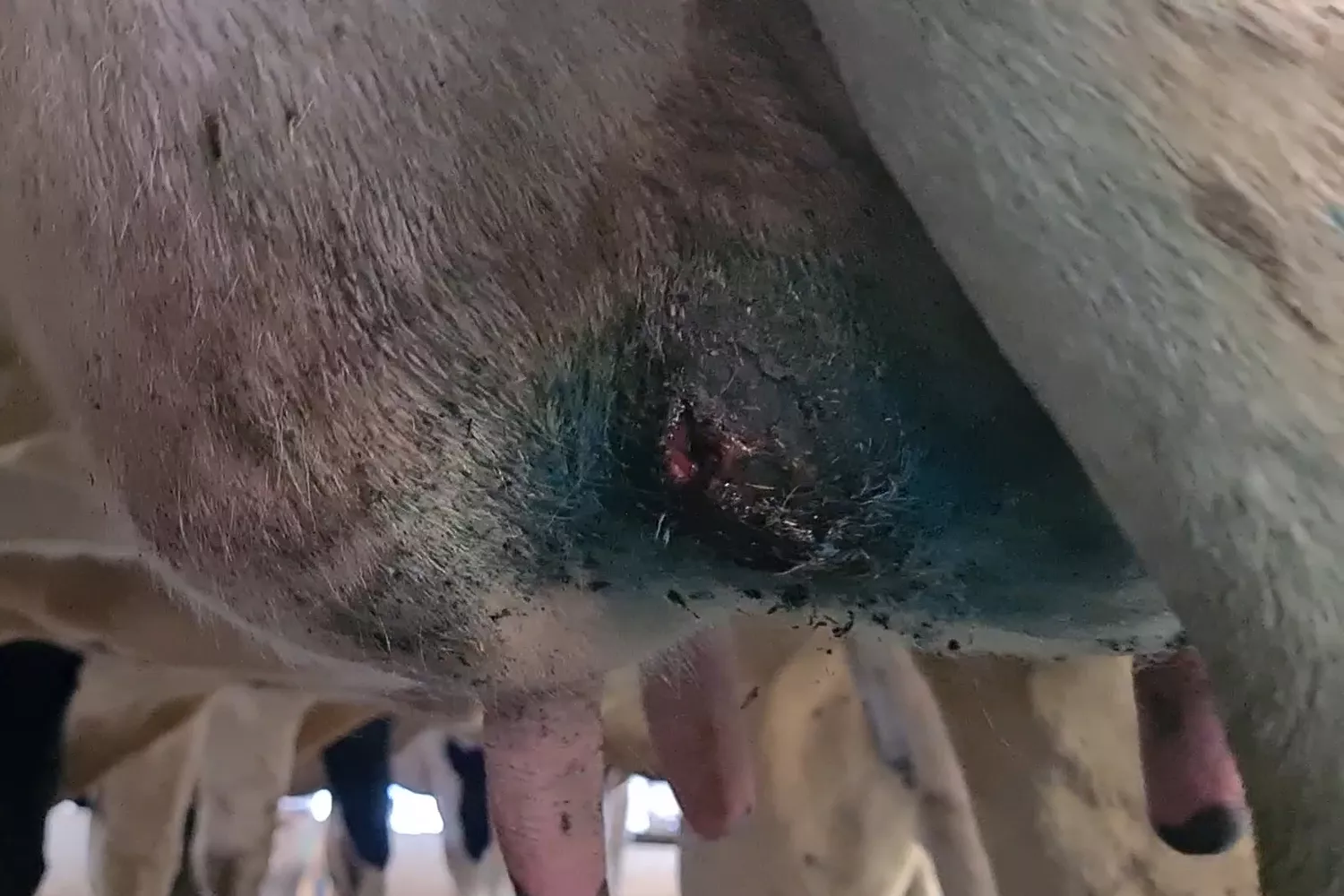 Euterverletzung bei einem Rind in der Milchindustrie