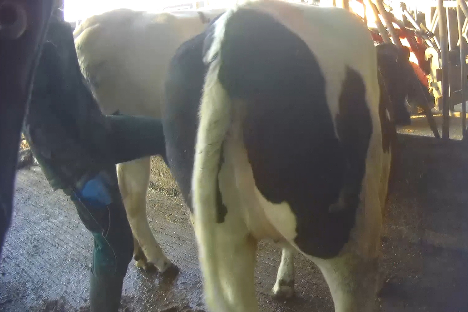 Gewalt gegen Rinder in einem Milchbetrieb