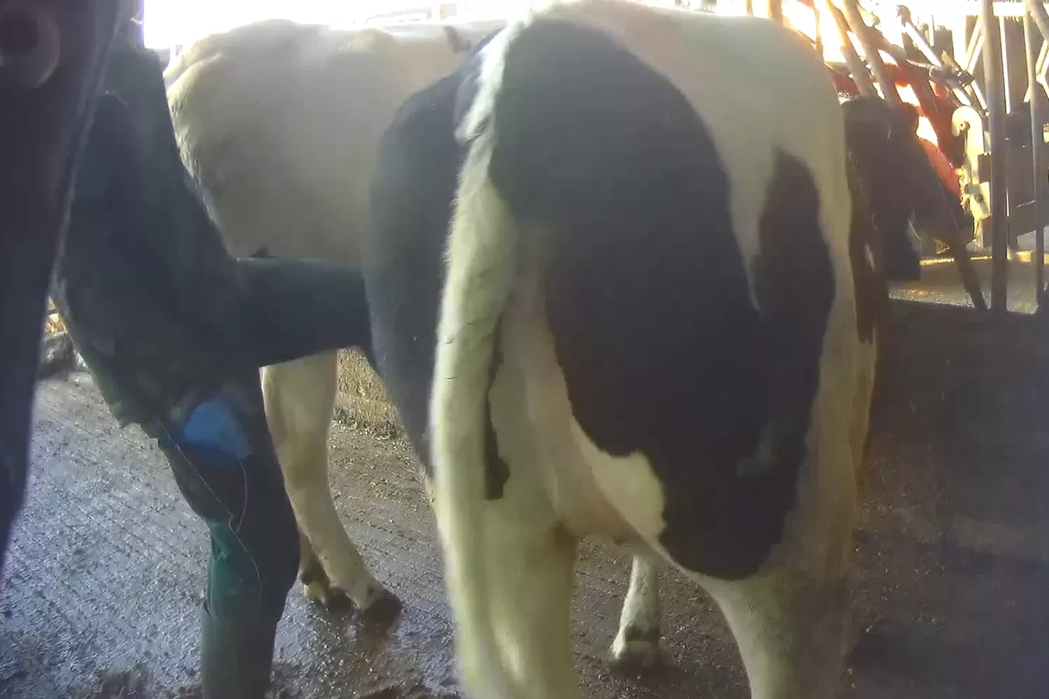 Der wahre Preis von Milch 2 Gewalt gegen Rinder in einem Milchbetrieb