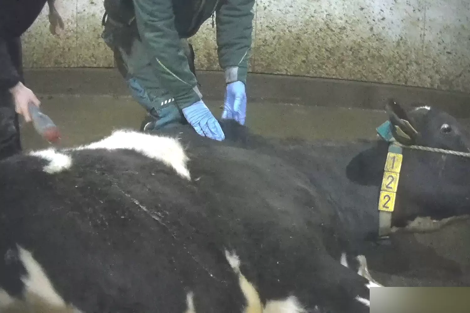 Gewalt mit einem Elektroschocker gegen ein Rind in einem Milchbetrieb