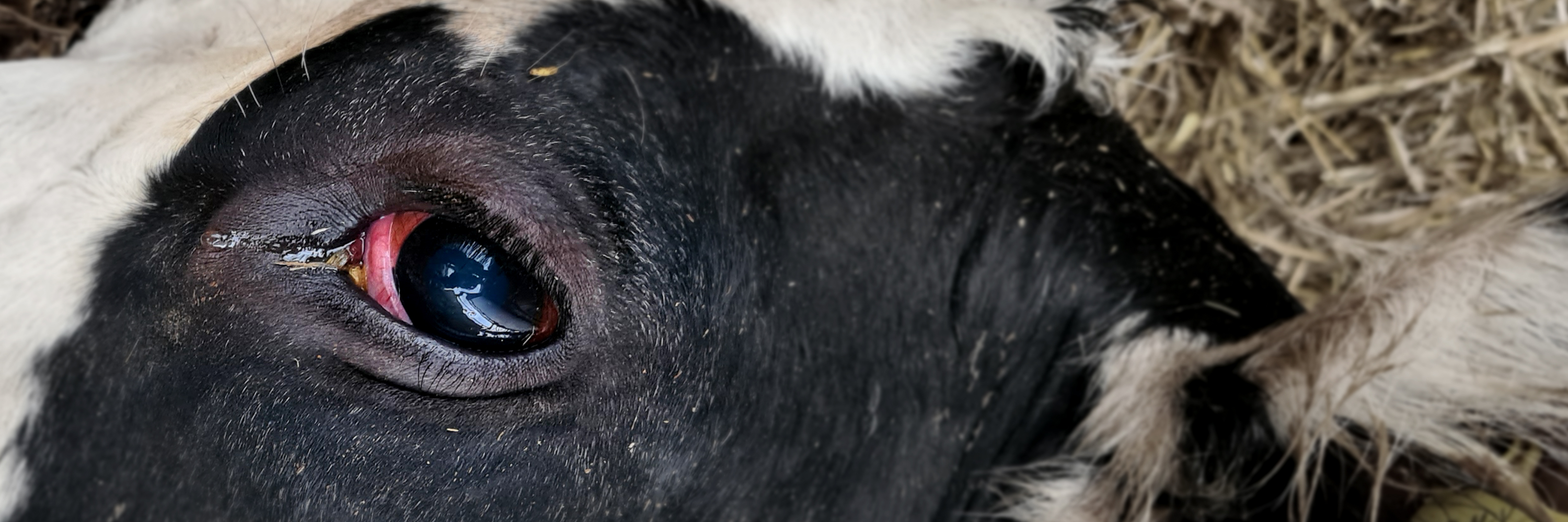 Rind in Milchbetrieb