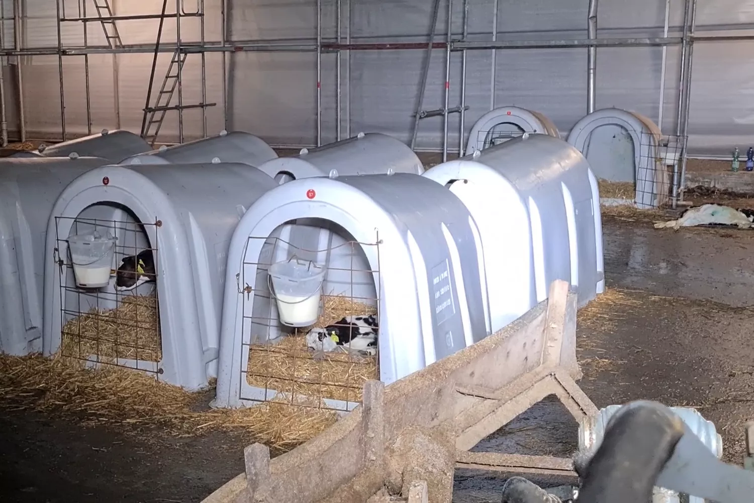 separierte Kälber in der Milchindustrie