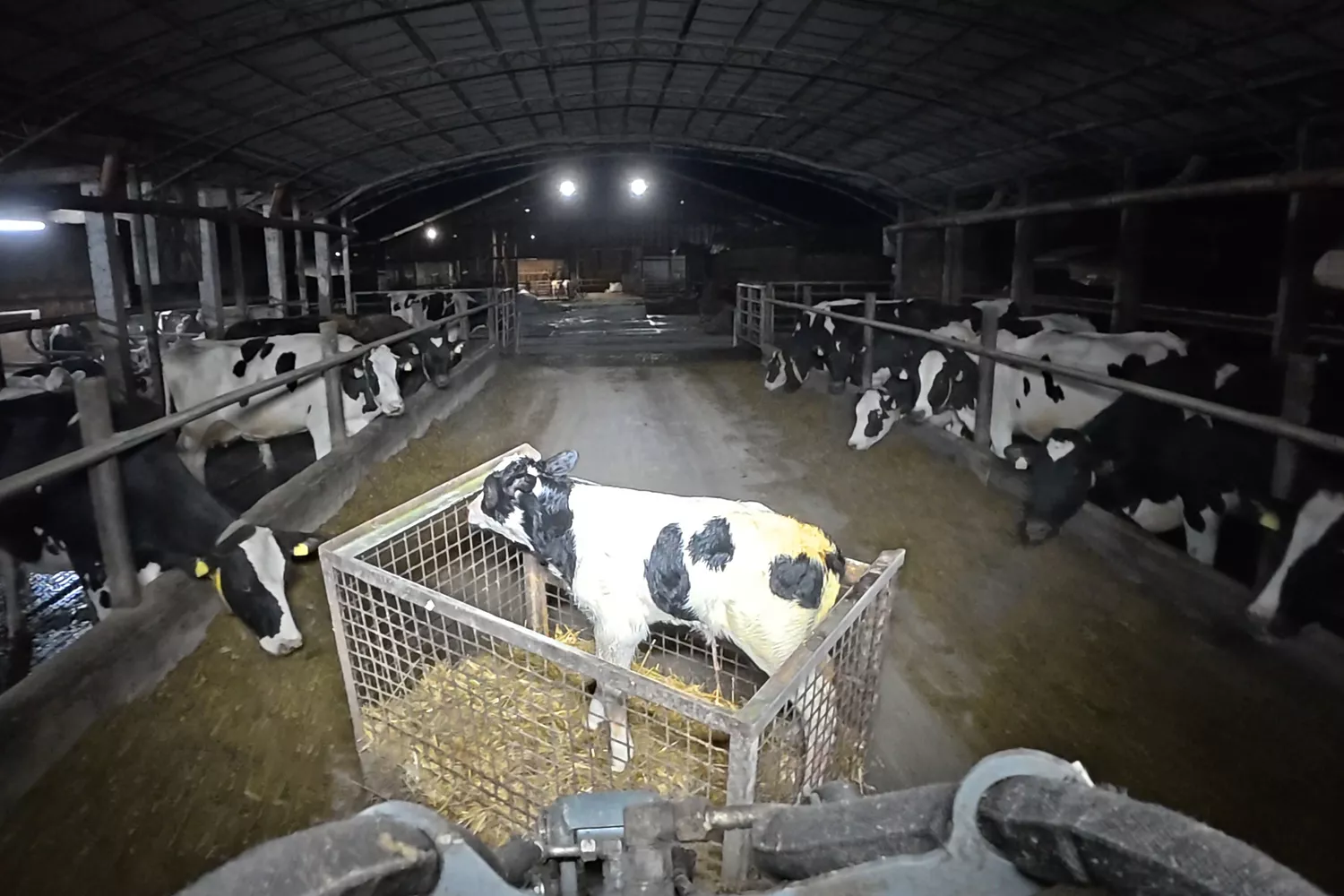 ein Kalb, das in der Milchindustrie von seiner Mutter getrennt wird