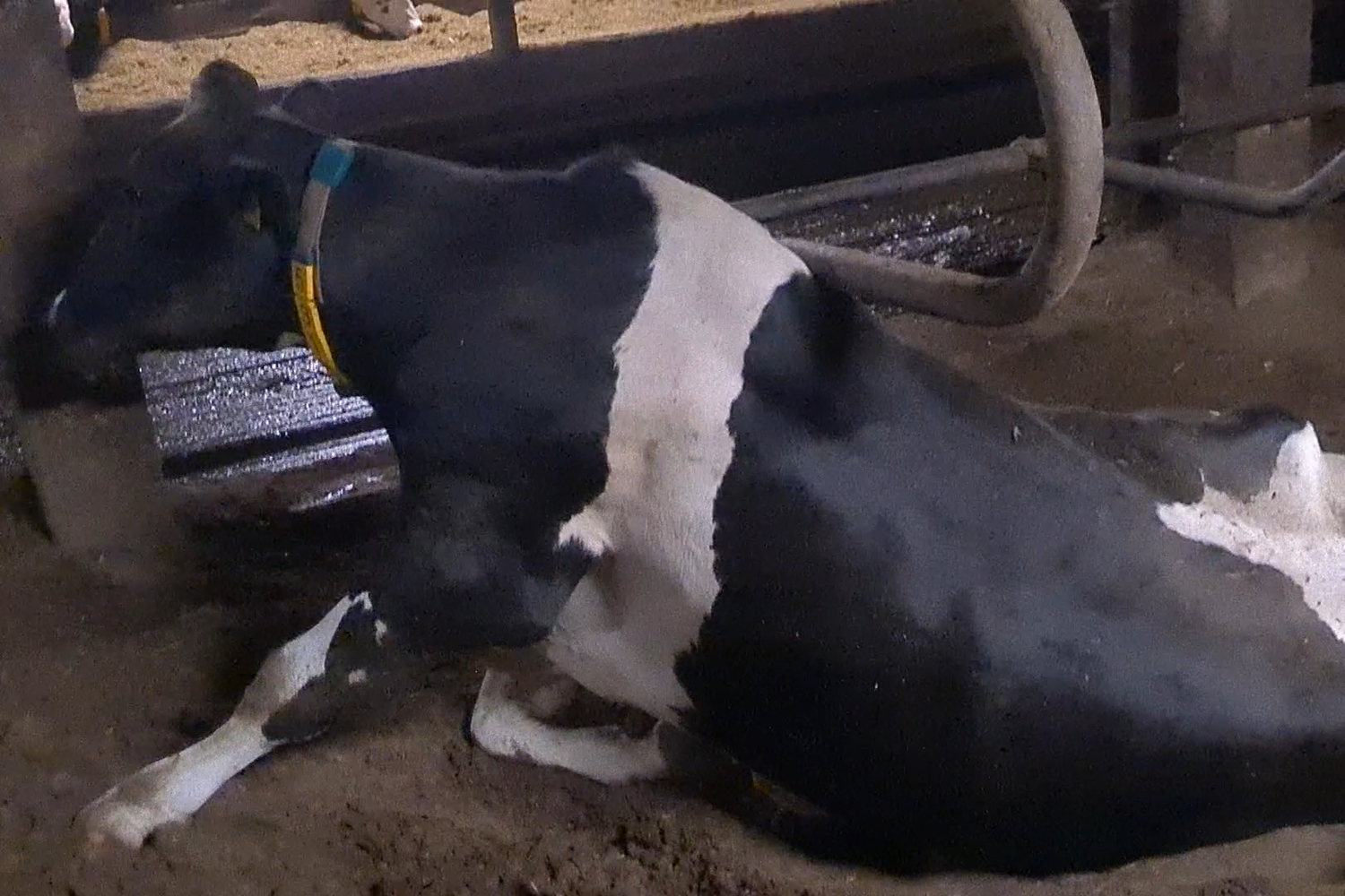 Der wahre Preis von Milch 9 ausgemergeltes Rind in der Milchindustrie