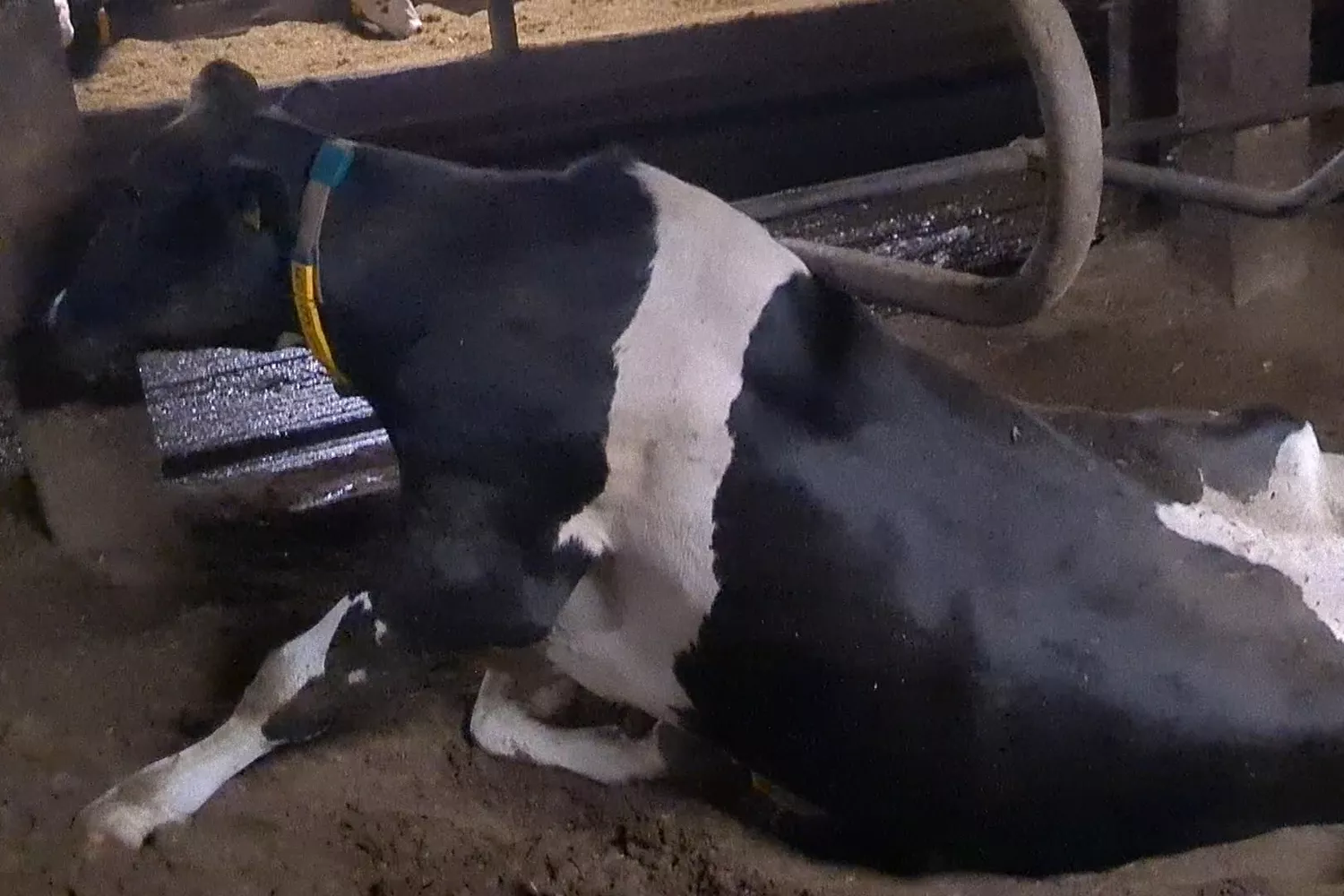 ausgemergeltes Rind in der Milchindustrie