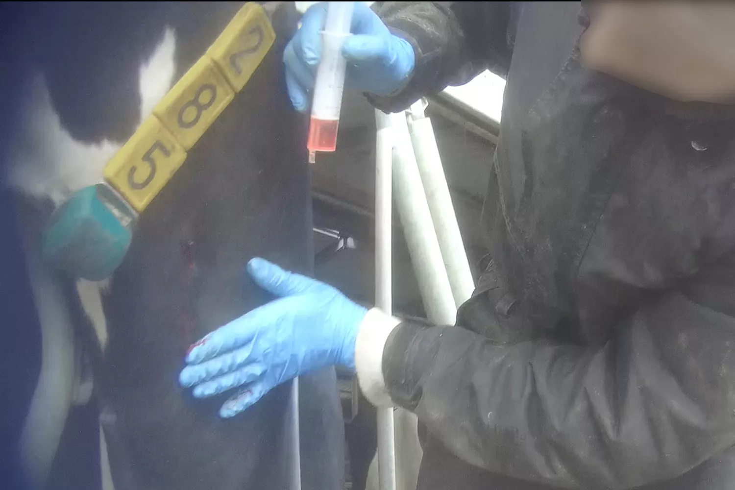 ungenügend geschultes Personal in Milchbetrieb verabreicht Rind eine Spritze