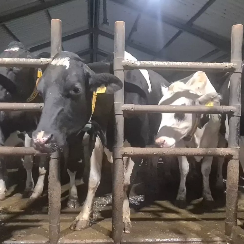 Rinder in einem Milchgewinnungsbetrieb