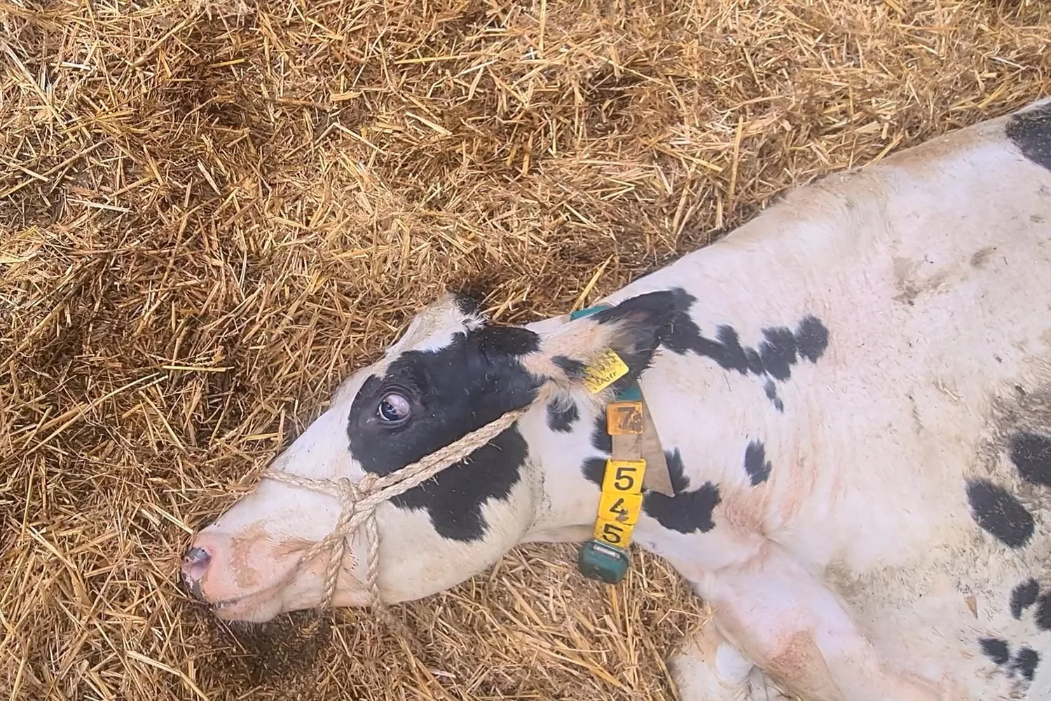 sterbendes Rind in Milchindustrie