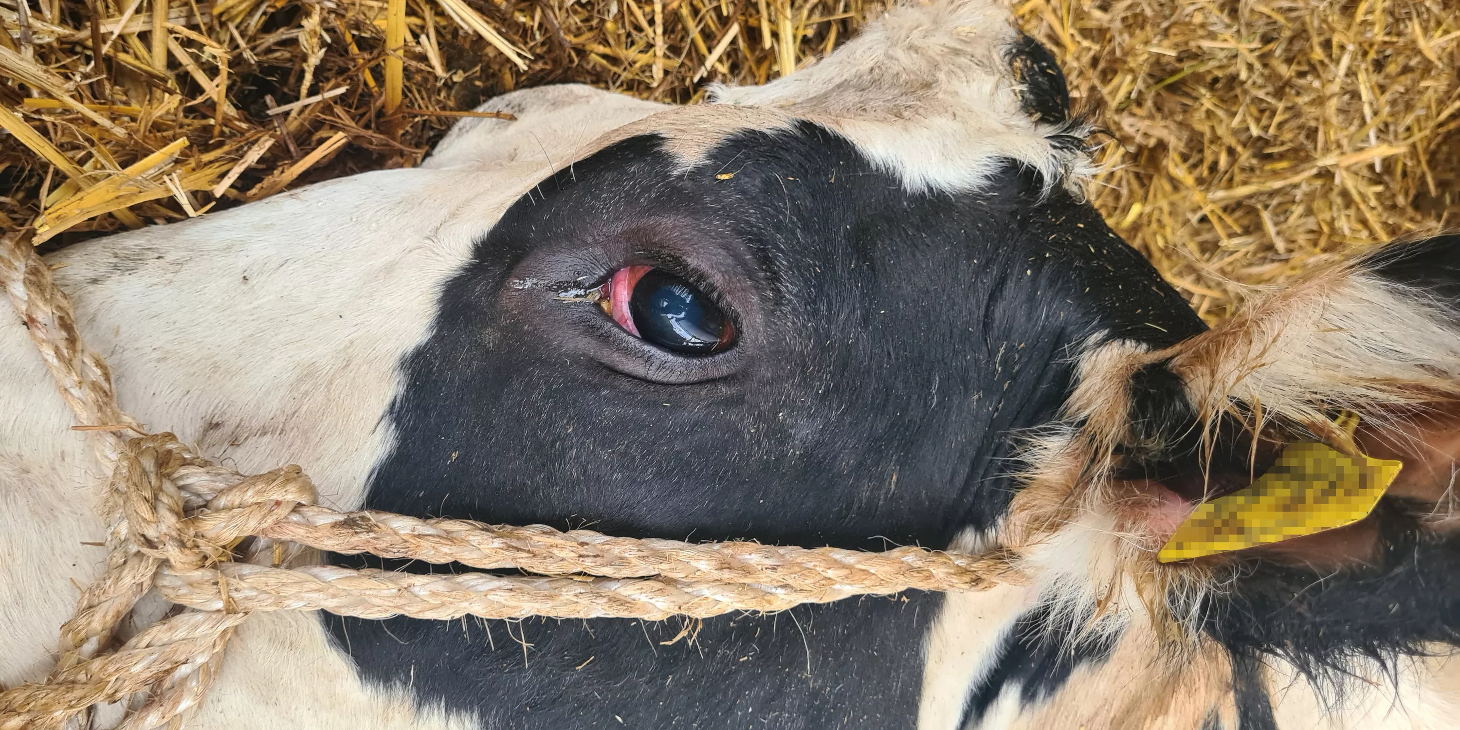 Milch 1 Rind in Milchindustrie