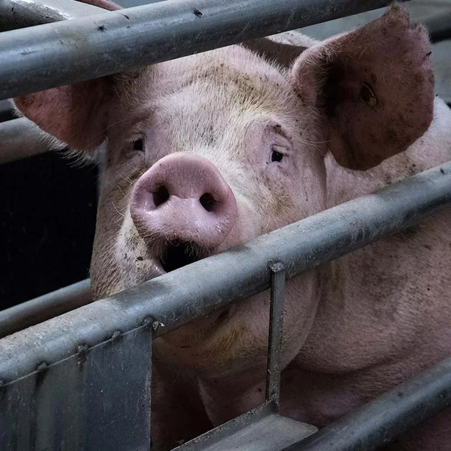 Schwein im Kastenstand