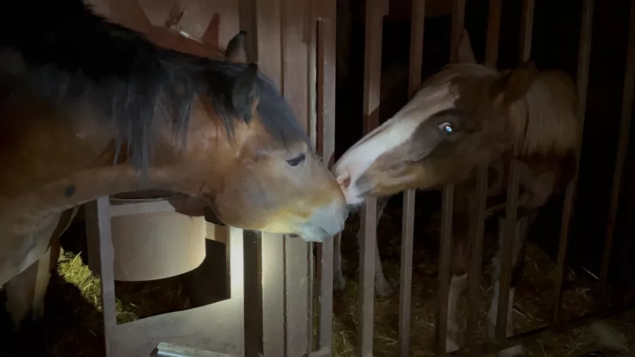 zwei Pferde in einem italienischen Schlachtbetrieb