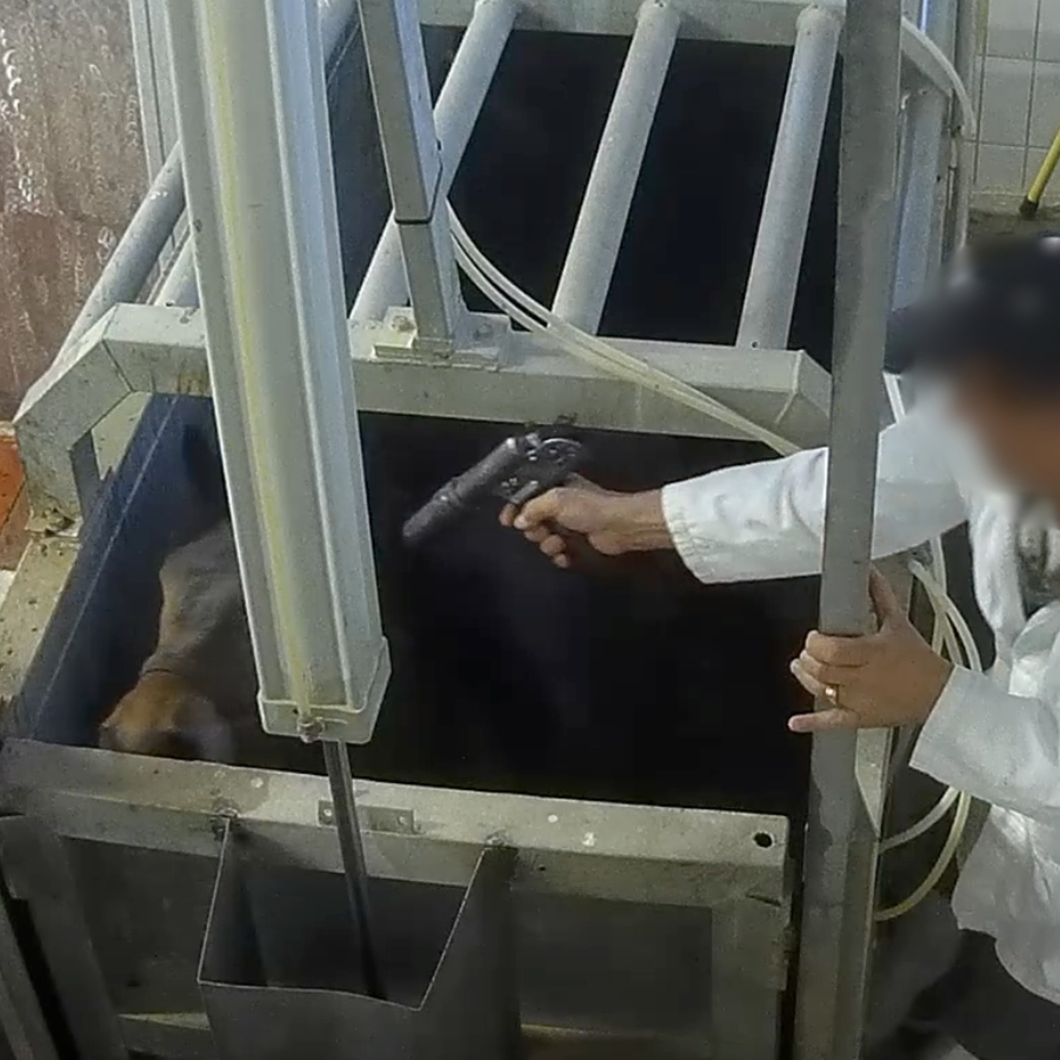 Pferd in einem italienischen Schlachtbetrieb