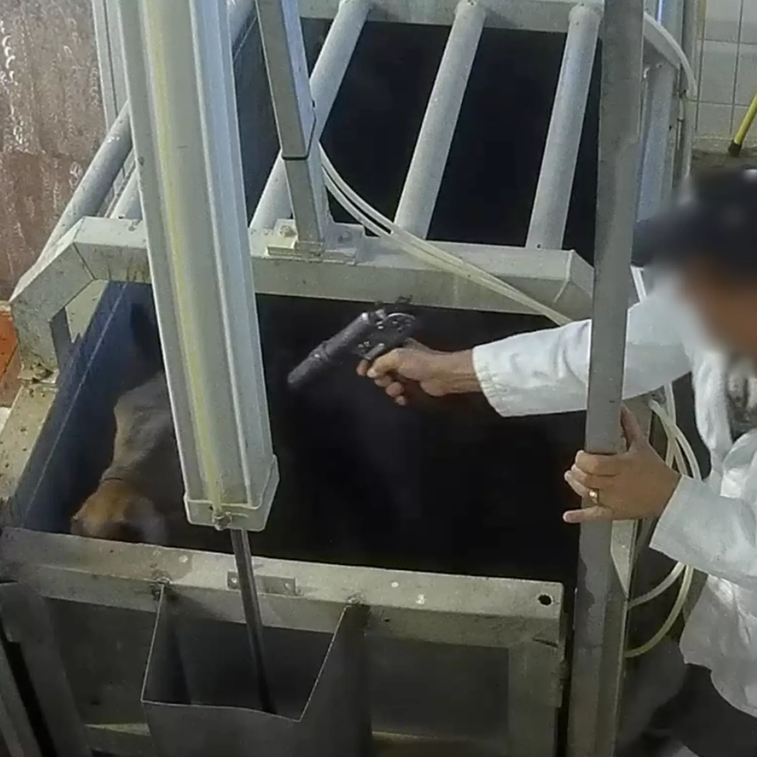 Pferde bei Bewusstsein geschlachtet – Undercover-Recherche in Italien