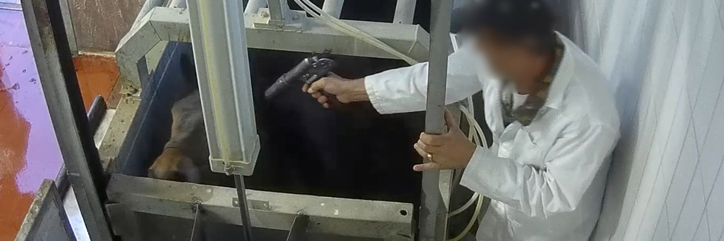 Pferd in einem italienischen Schlachtbetrieb