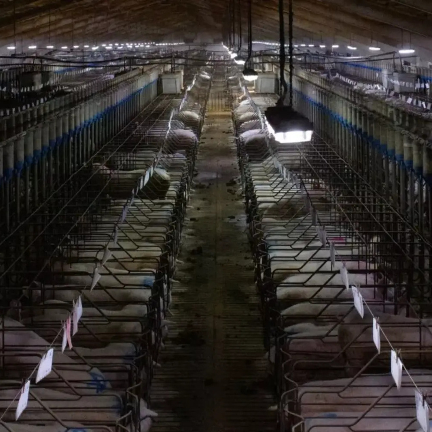 Undercover-Recherche in spanischen Zucht- und Mastbetrieben