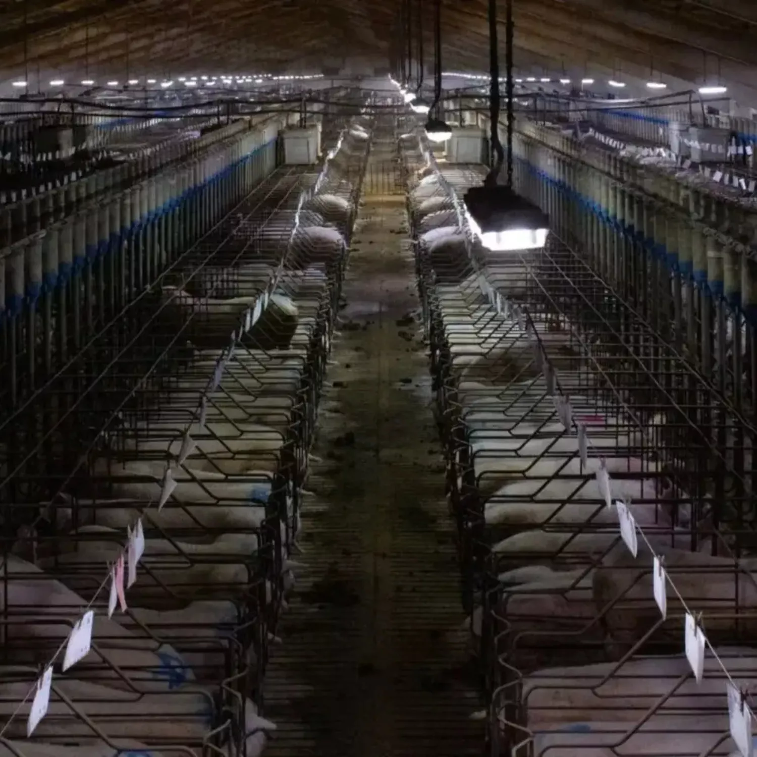 Animal Equality deckt extremes Leid von Schweinen in neun Betrieben in Spanien auf 1 Animal Equality deckt extremes Leid von Schweinen in neun Betrieben in Spanien auf