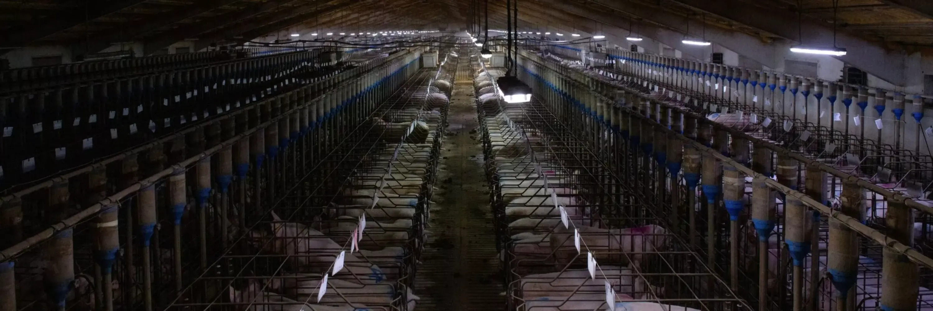 Undercover-Recherche in spanischen Zucht- und Mastbetrieben