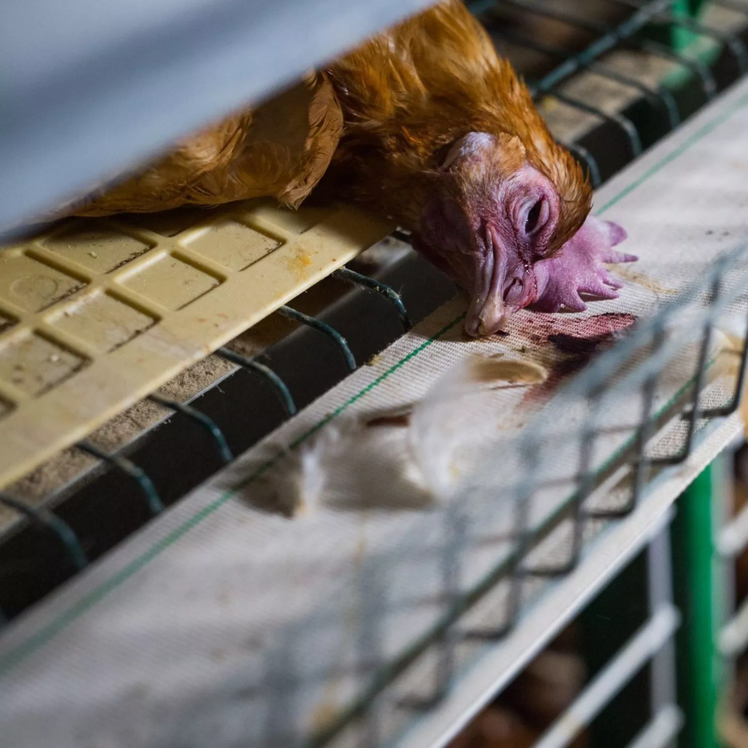 Huhn in der Eierindustrie