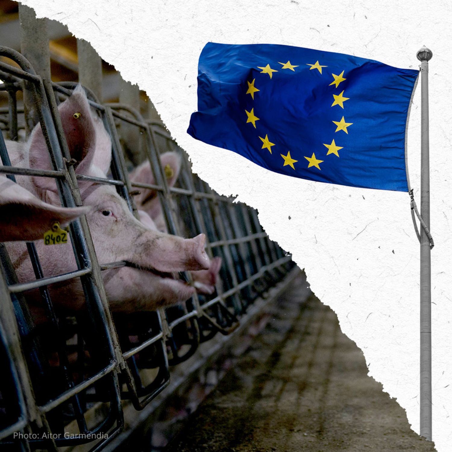 EU-Tierschutzreform – JETZT!