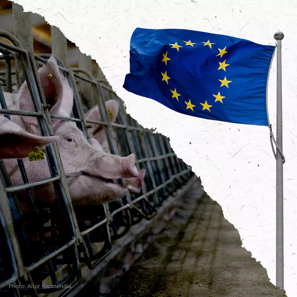 EU-Tierschutzreform – JETZT!