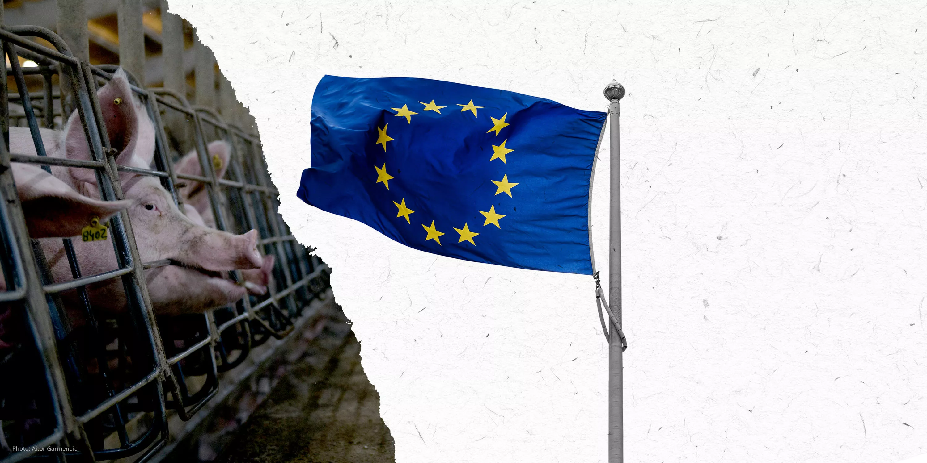 EU-Tierschutzreform – JETZT!