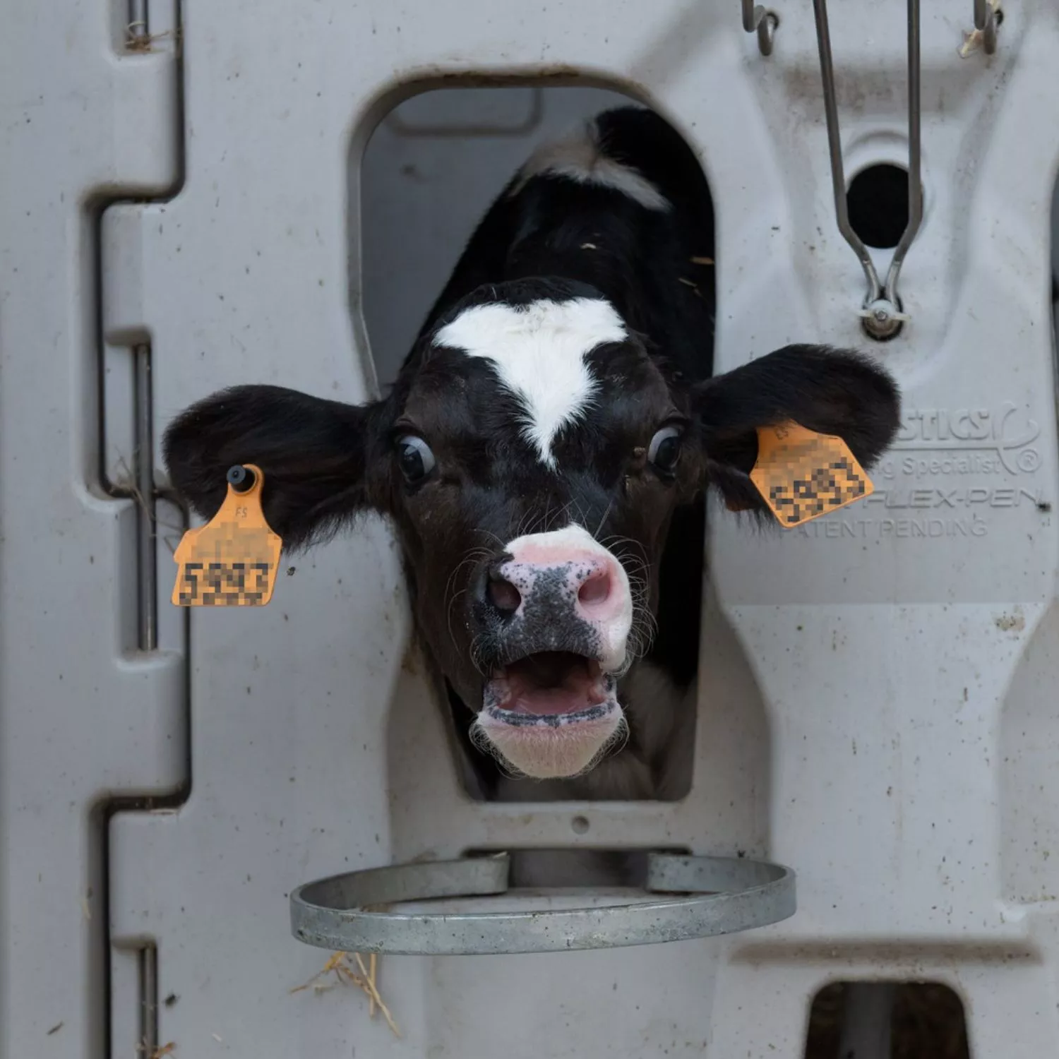 Kälbchen in der Milchindustrie