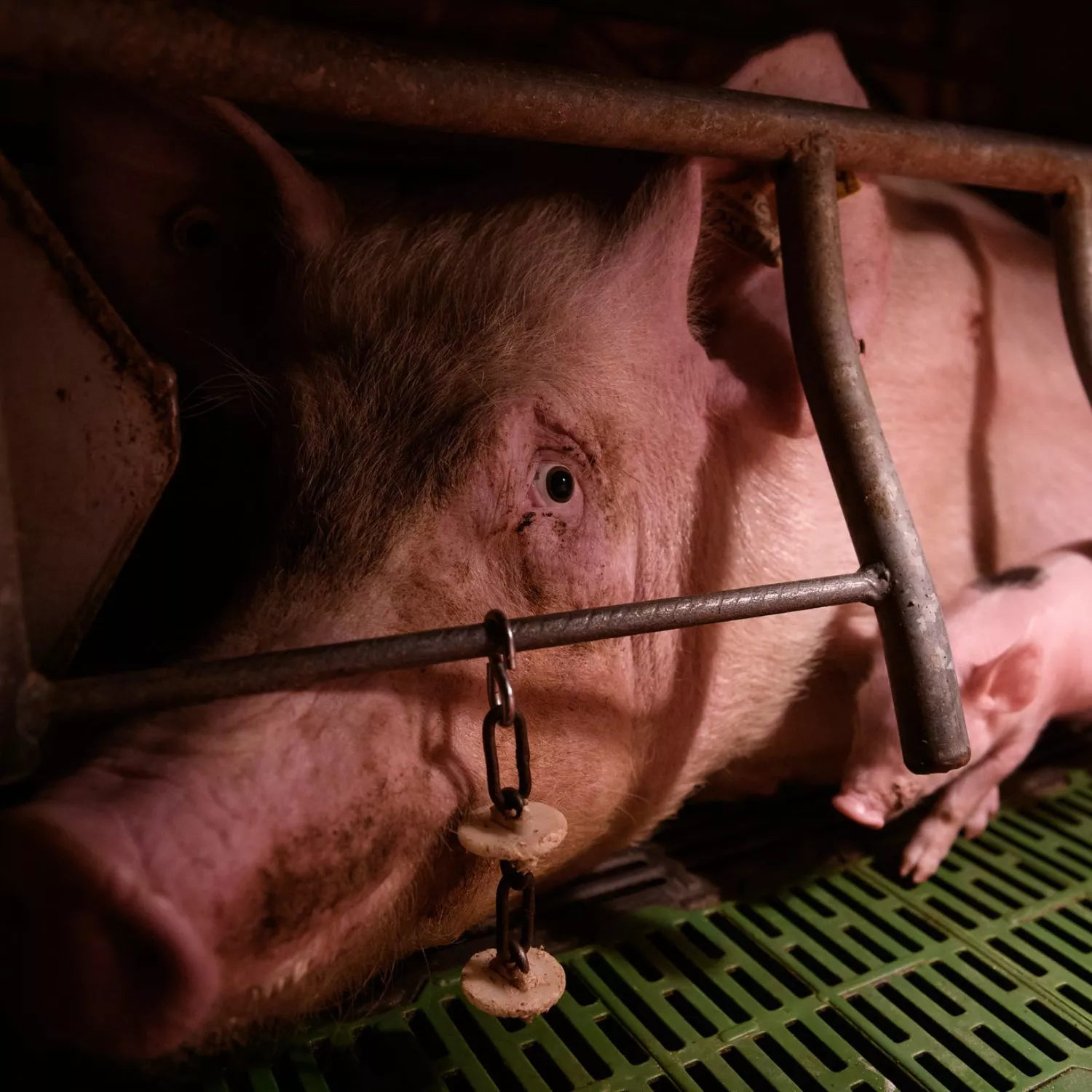 Schwein im Kastenstand