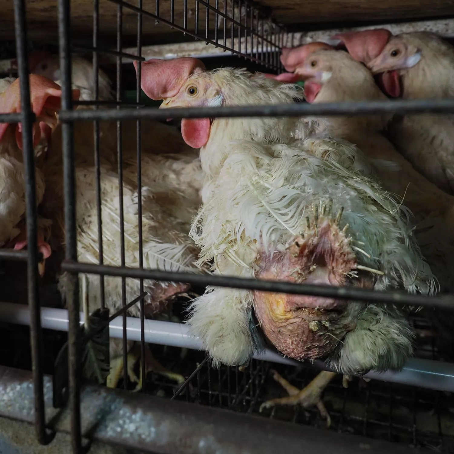 Hühner in der Eierindustrie