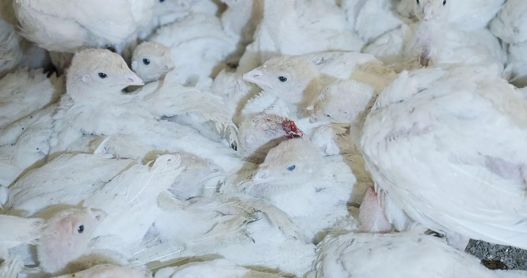 verletzte Pute in Fleischindustrie