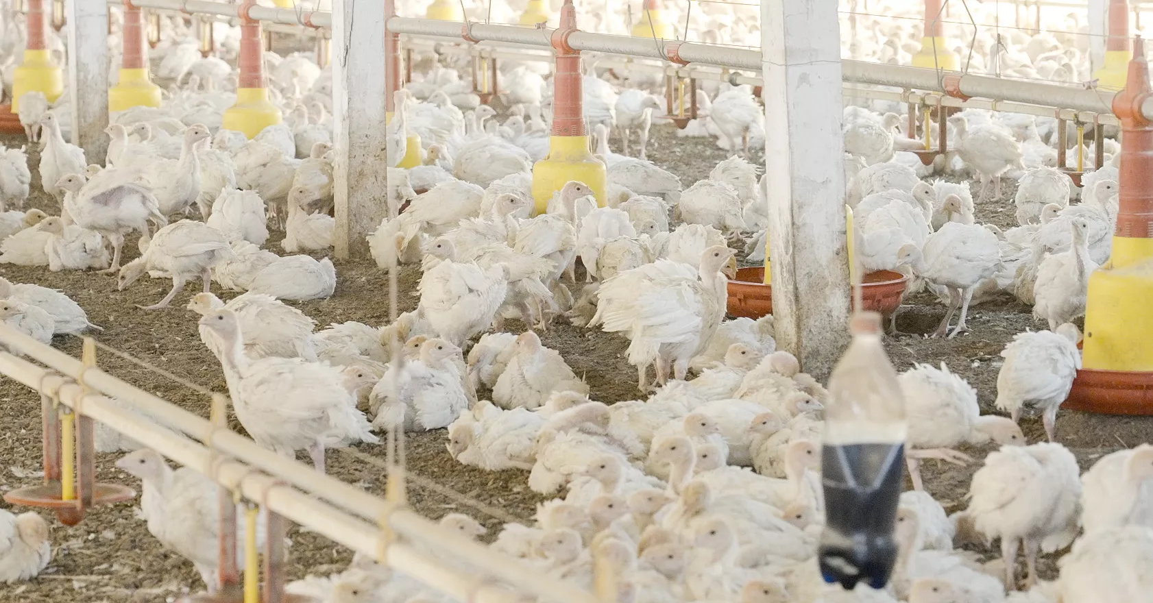 Puten in der Fleischindustrie