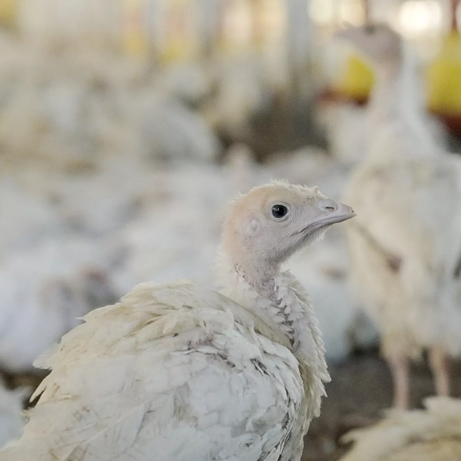 So leiden Puten: Recherche bei einem der weltweit größten Fleischproduzenten