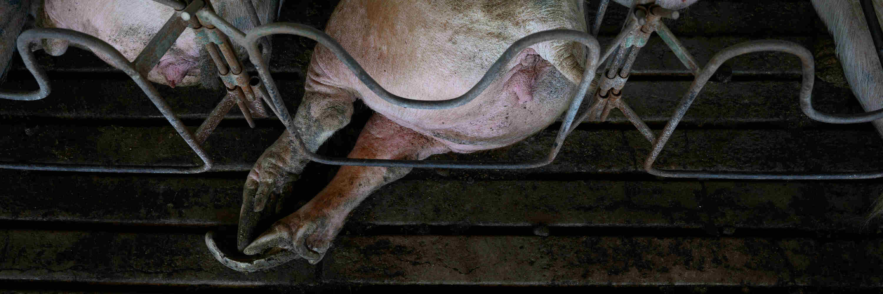 Schwein in der Schweine-Fleischindustrie