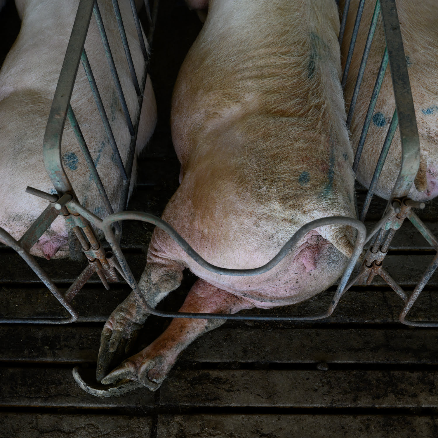 Schwein in der Schweine-Fleischindustrie