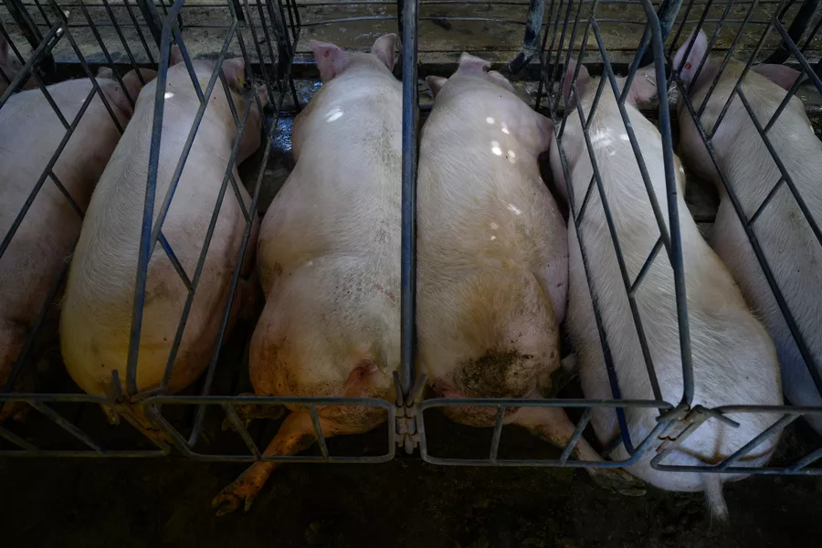 Schweine in der Schweine-Fleischindustrie