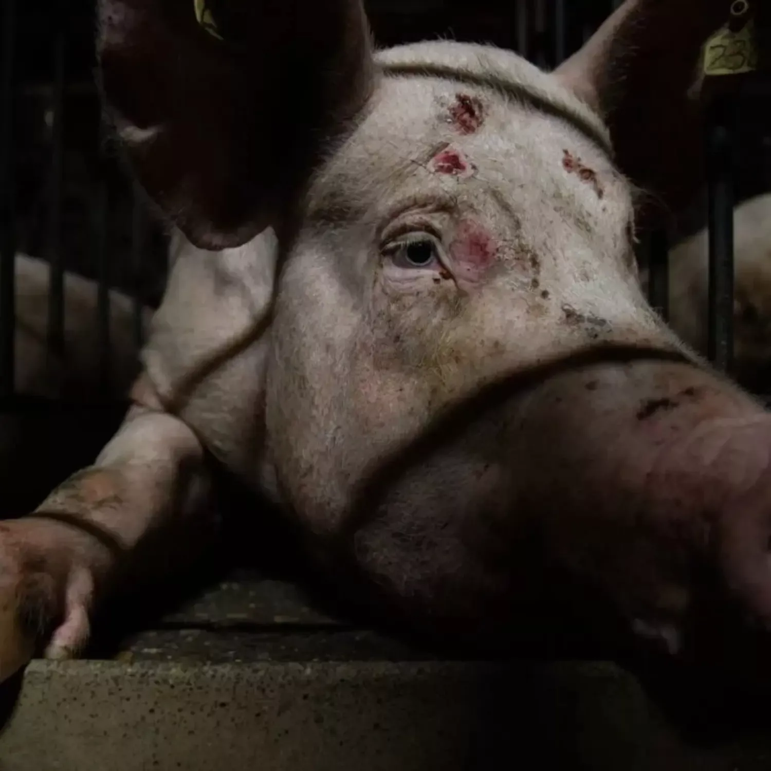 Schwein in der Tierhaltungsindustrie