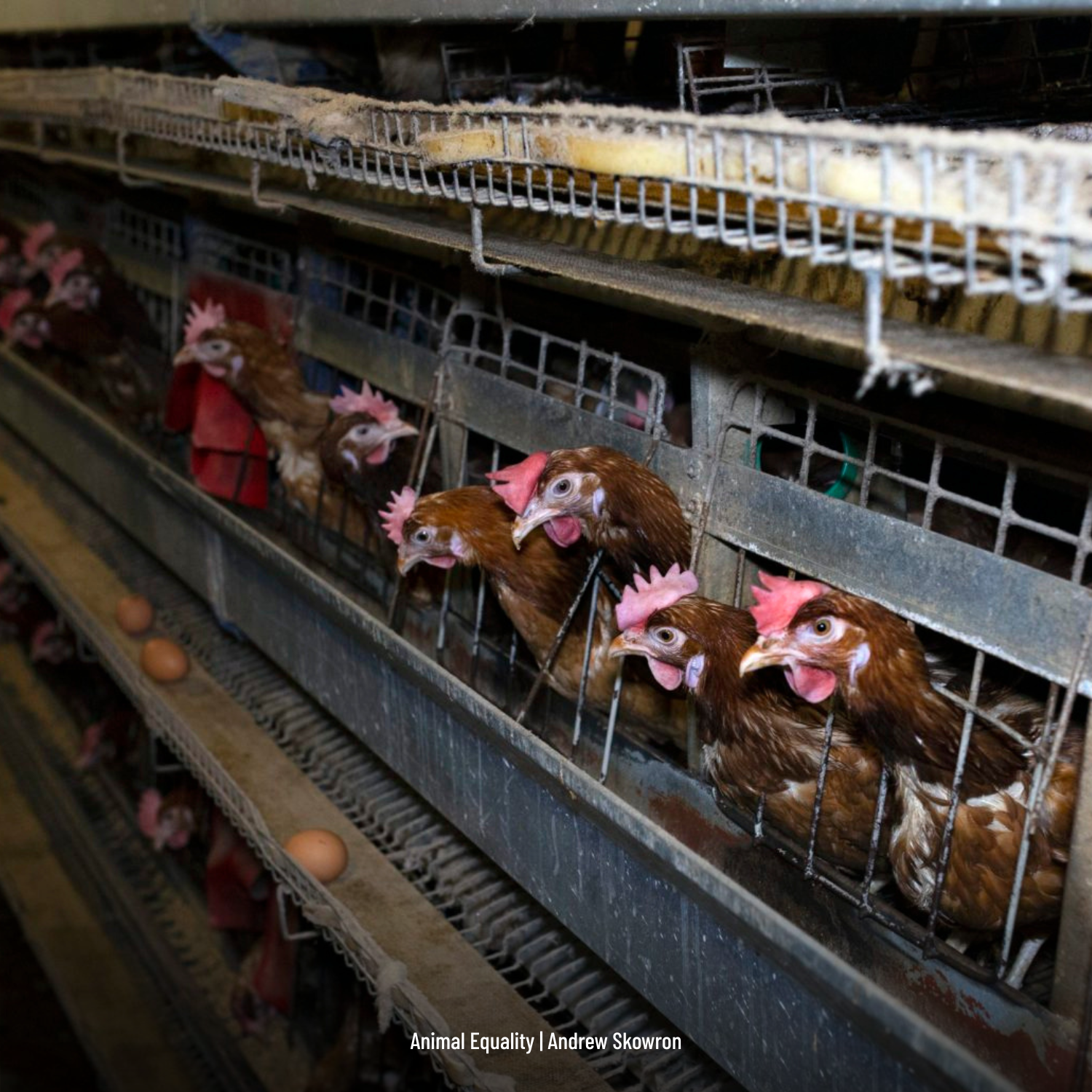 Hühner in Käfigen