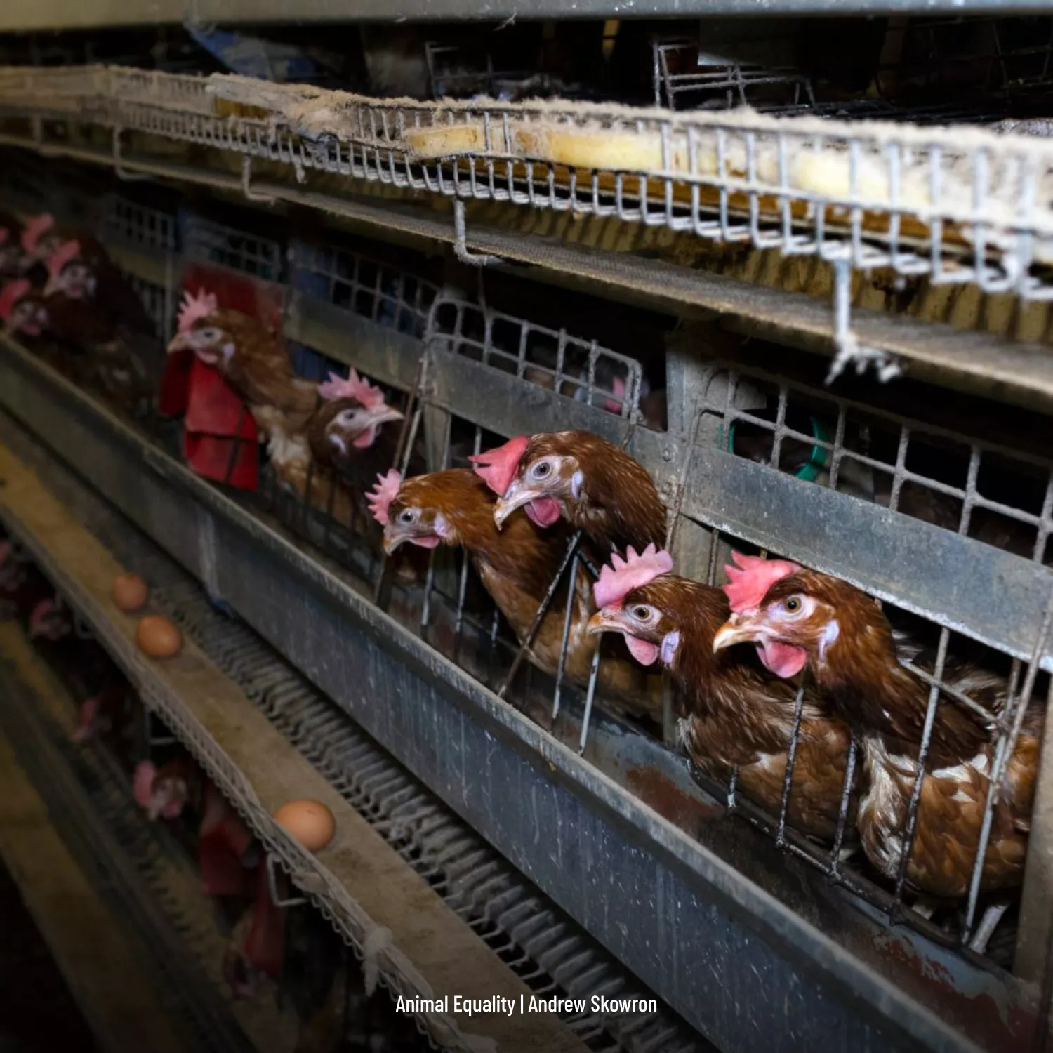 Fortschritt nach Kampagne: Ahold Delhaize schafft Käfige für Hühner und Schweine ab