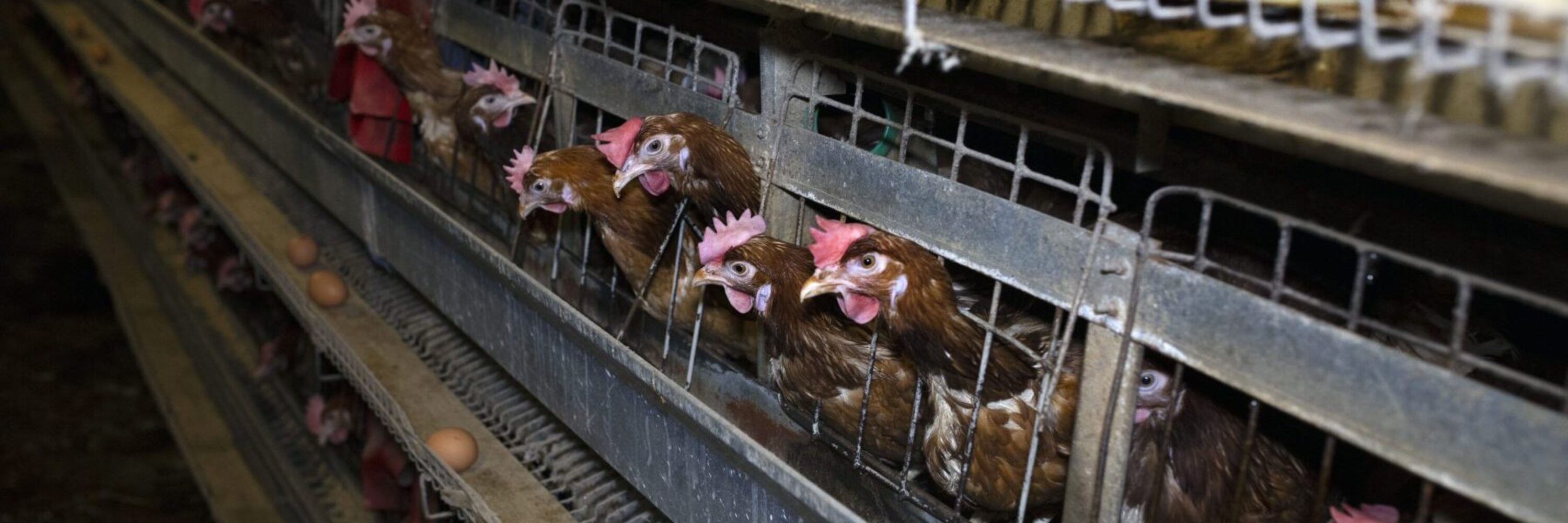 Hühner in Käfigen