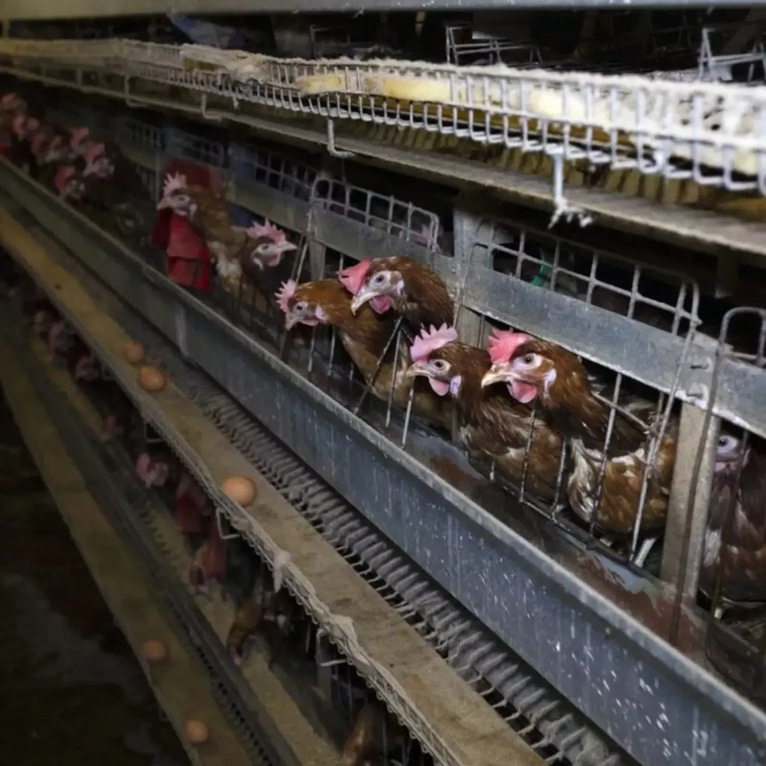 Fortschritt nach Kampagne: Ahold Delhaize schafft Käfige für Hühner und Schweine ab 1 Fortschritt nach Kampagne: Ahold Delhaize schafft Käfige für Hühner und Schweine ab