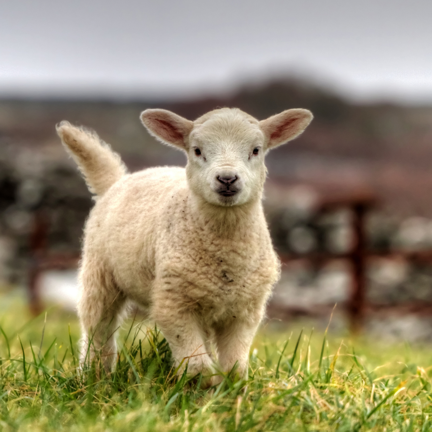 Ein Lamm auf einer Wiese