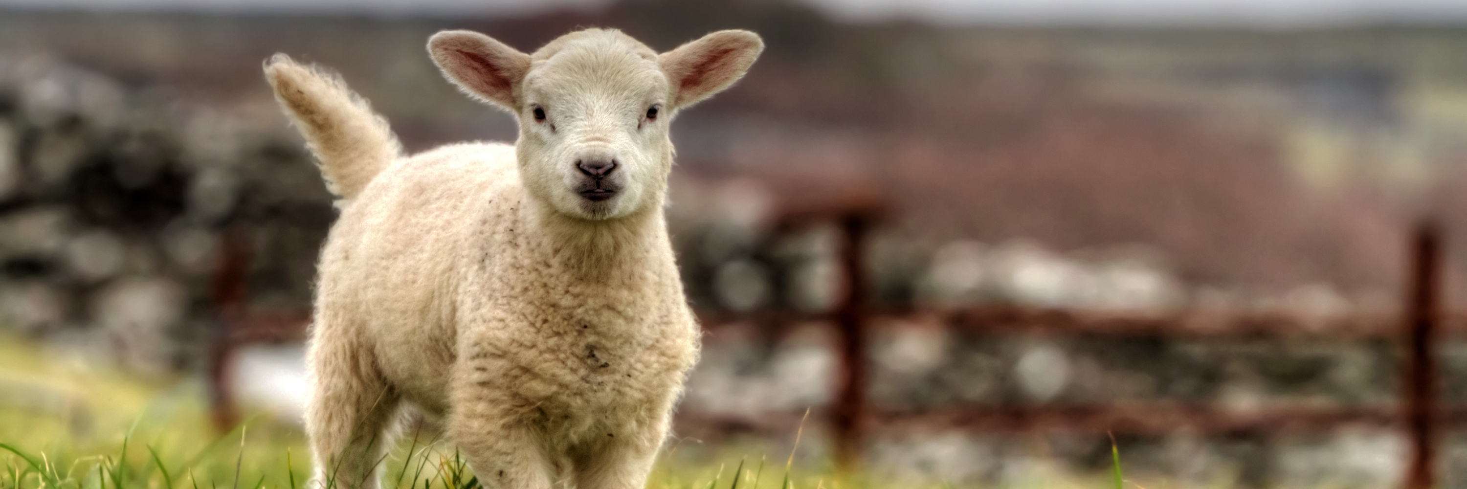 Ein Lamm auf einer Wiese