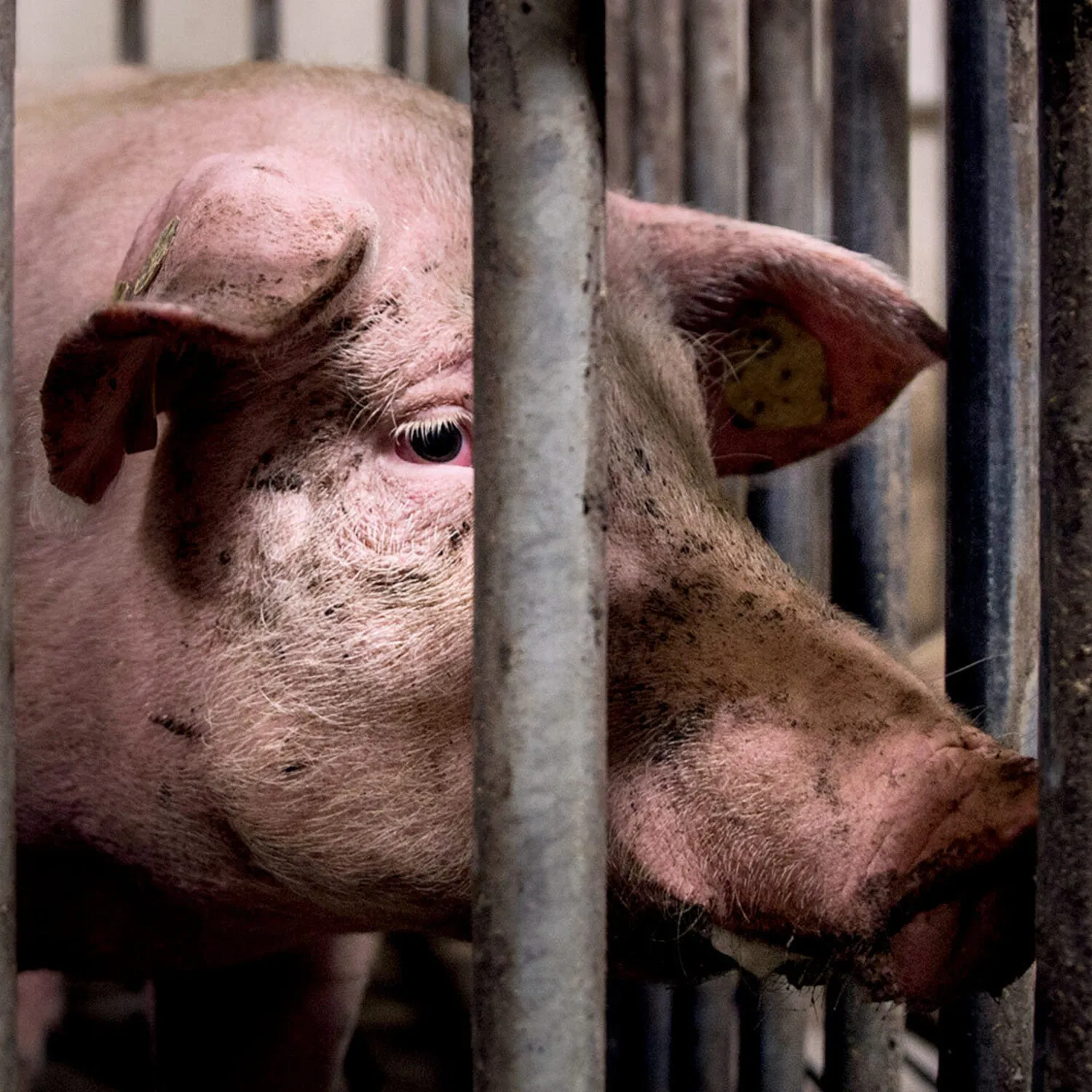 Schwein im Käfig