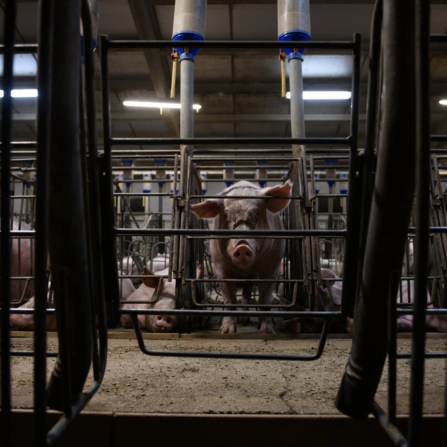 Schwein im Kastenstand