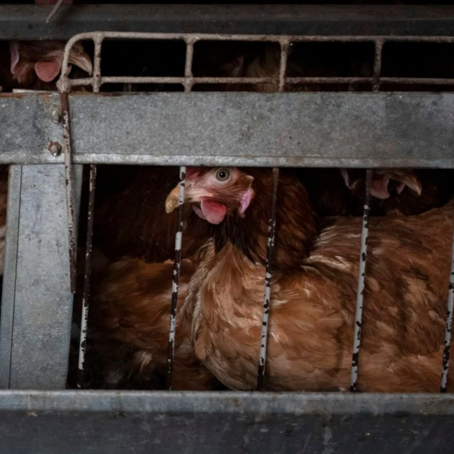 Unser Beitrag zur EU-Nutztierstrategie für eine echte Reform der Tierschutzgesetze 1 Unser Beitrag zur EU-Nutztierstrategie für eine echte Reform der Tierschutzgesetze