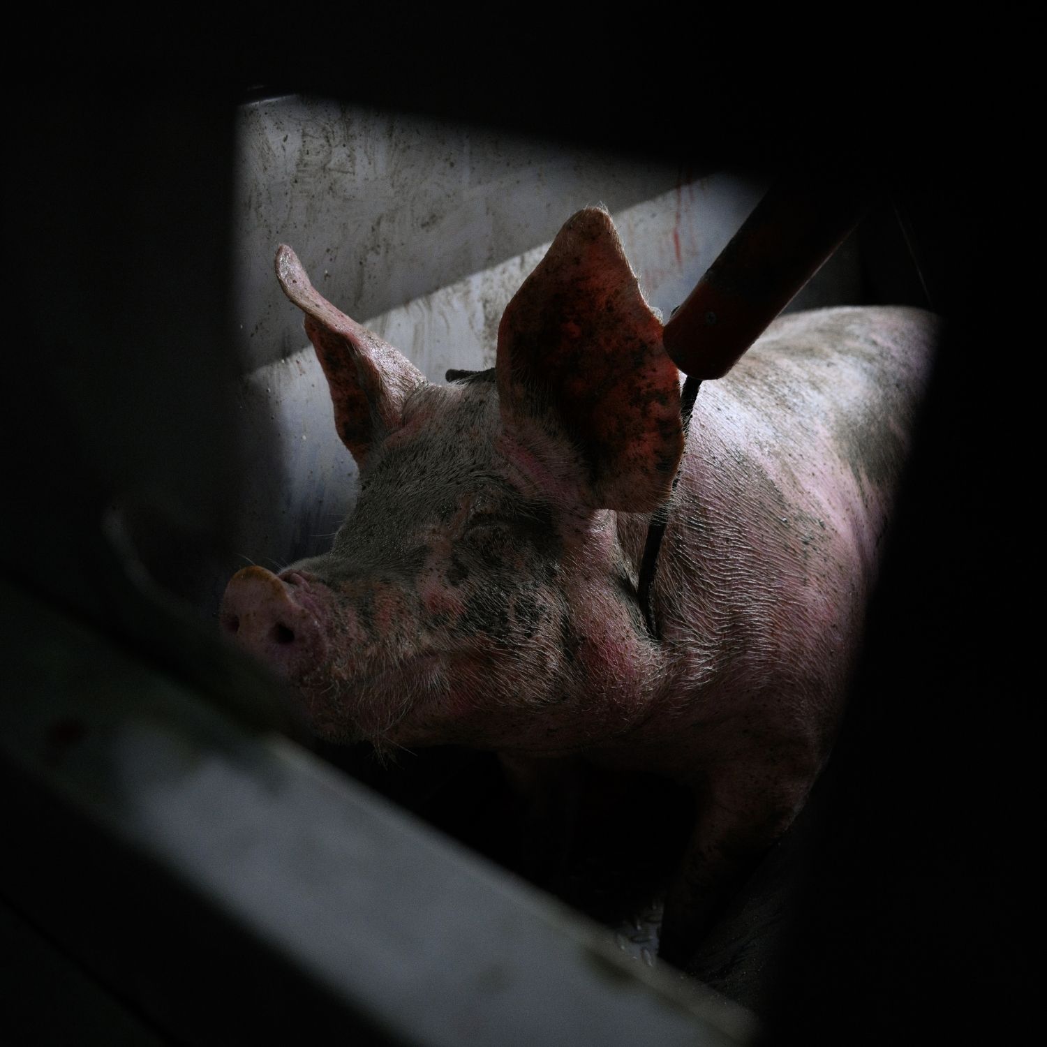 Schwein im Schlachthaus